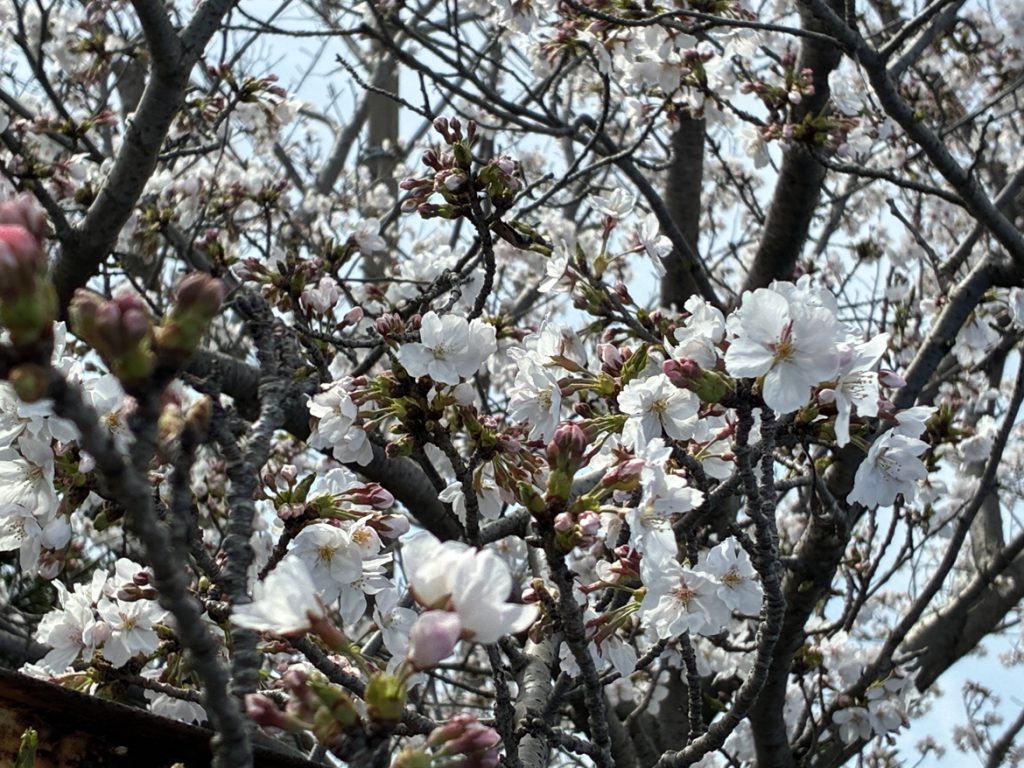 全社員でお花見を開催しました